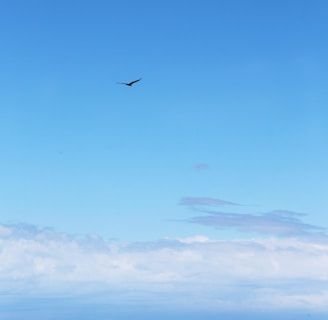 bird flying above ground during daytime