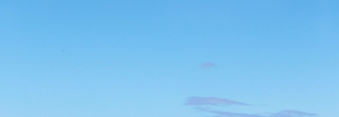 bird flying above ground during daytime